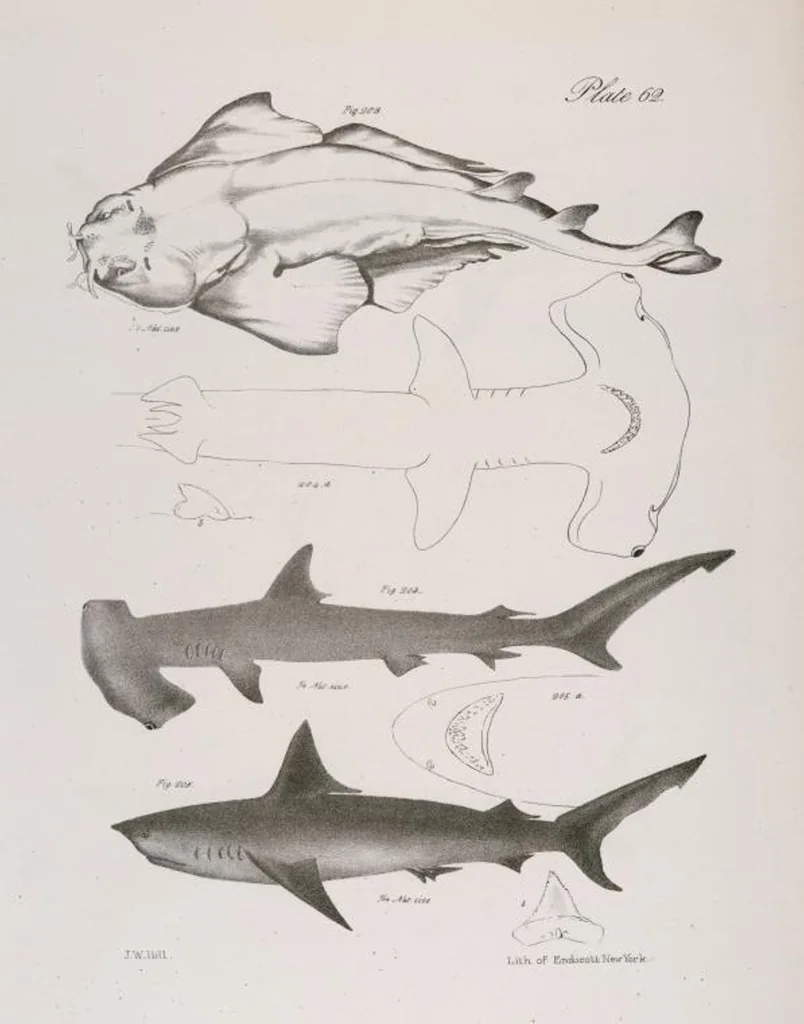 An illustration from Zoology of New York; or, The New York fauna [Series: Natural history of New York], 1842, leaf 263