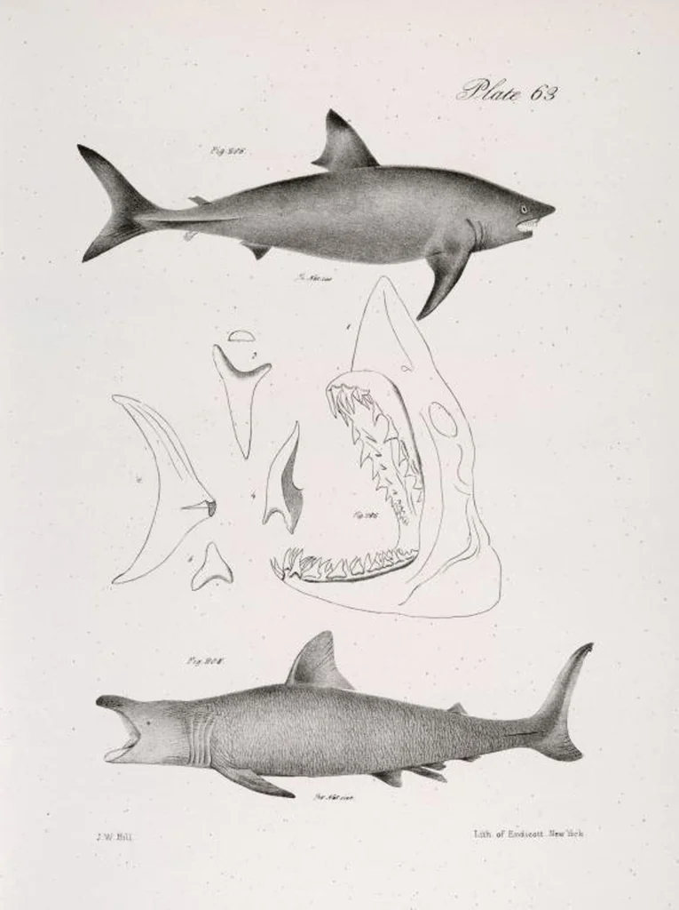An illustration from Zoology of New York; or, The New York fauna [Series: Natural history of New York], 1842, leaf 264