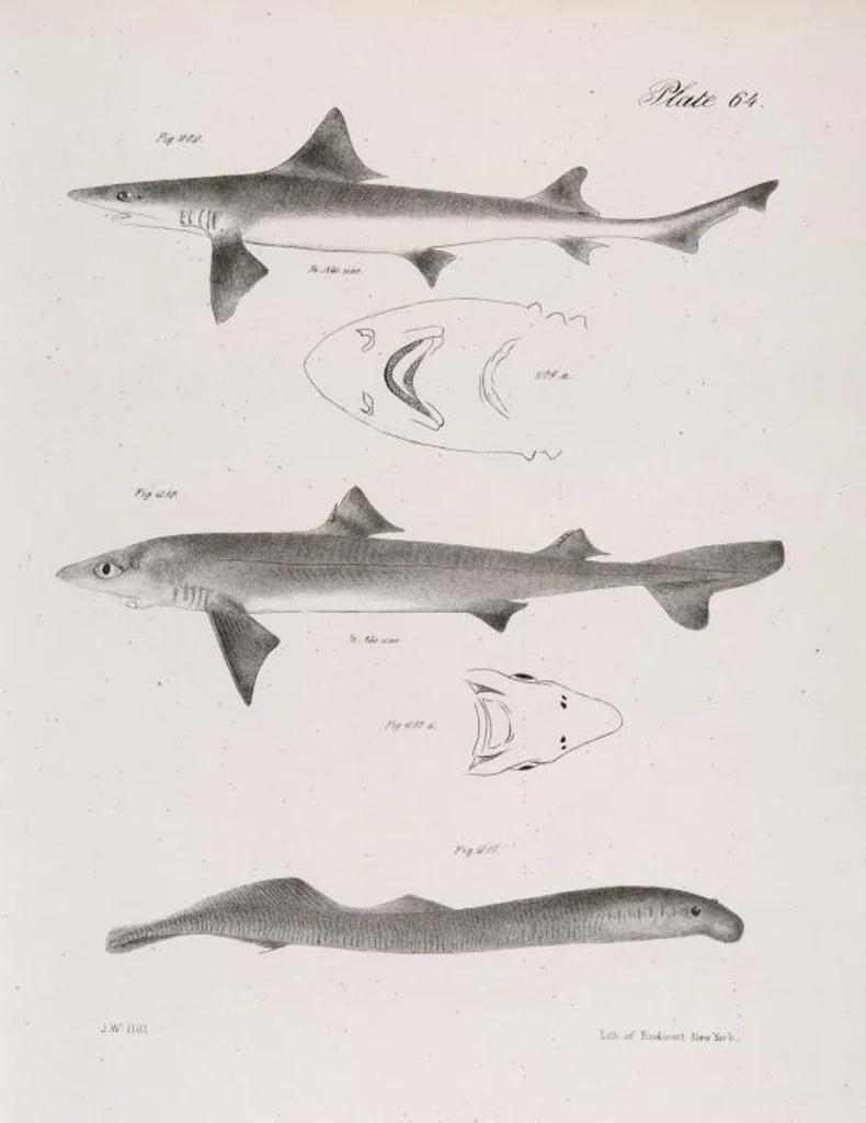An illustration from Zoology of New York; or, The New York fauna [Series: Natural history of New York], 1842, leaf 265