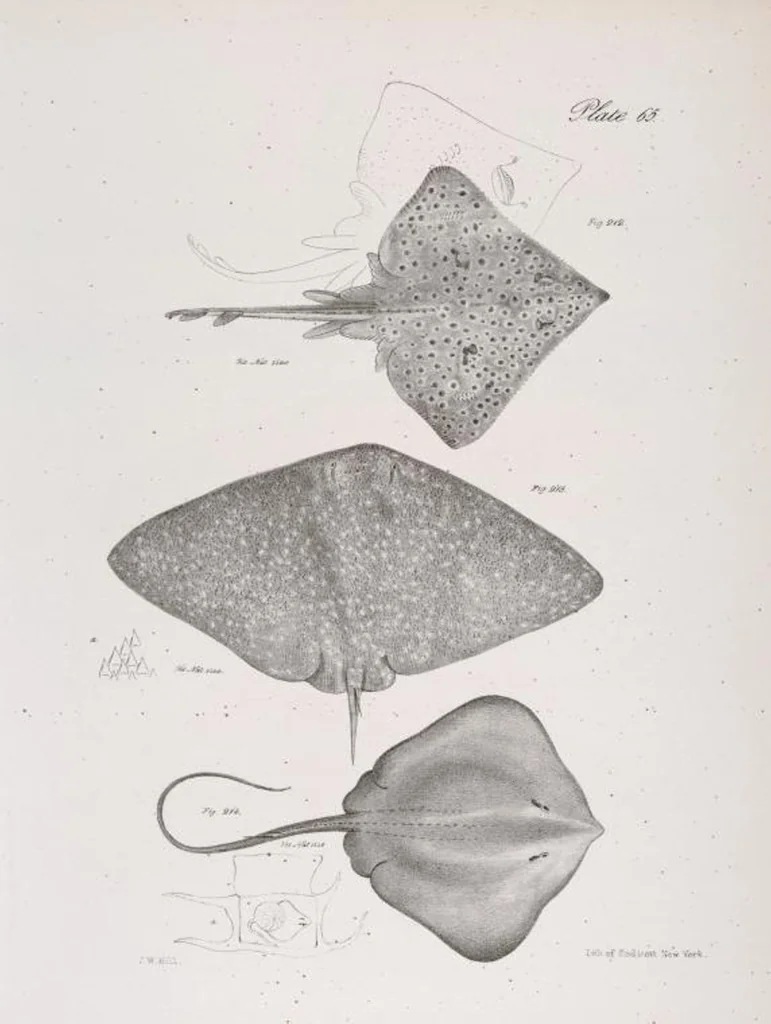 An illustration from Zoology of New York; or, The New York fauna [Series: Natural history of New York], 1842, leaf 266