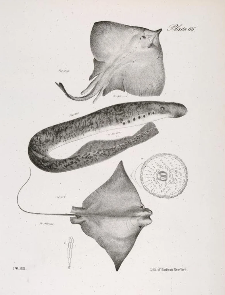 An illustration from Zoology of New York; or, The New York fauna [Series: Natural history of New York], 1842, leaf 267