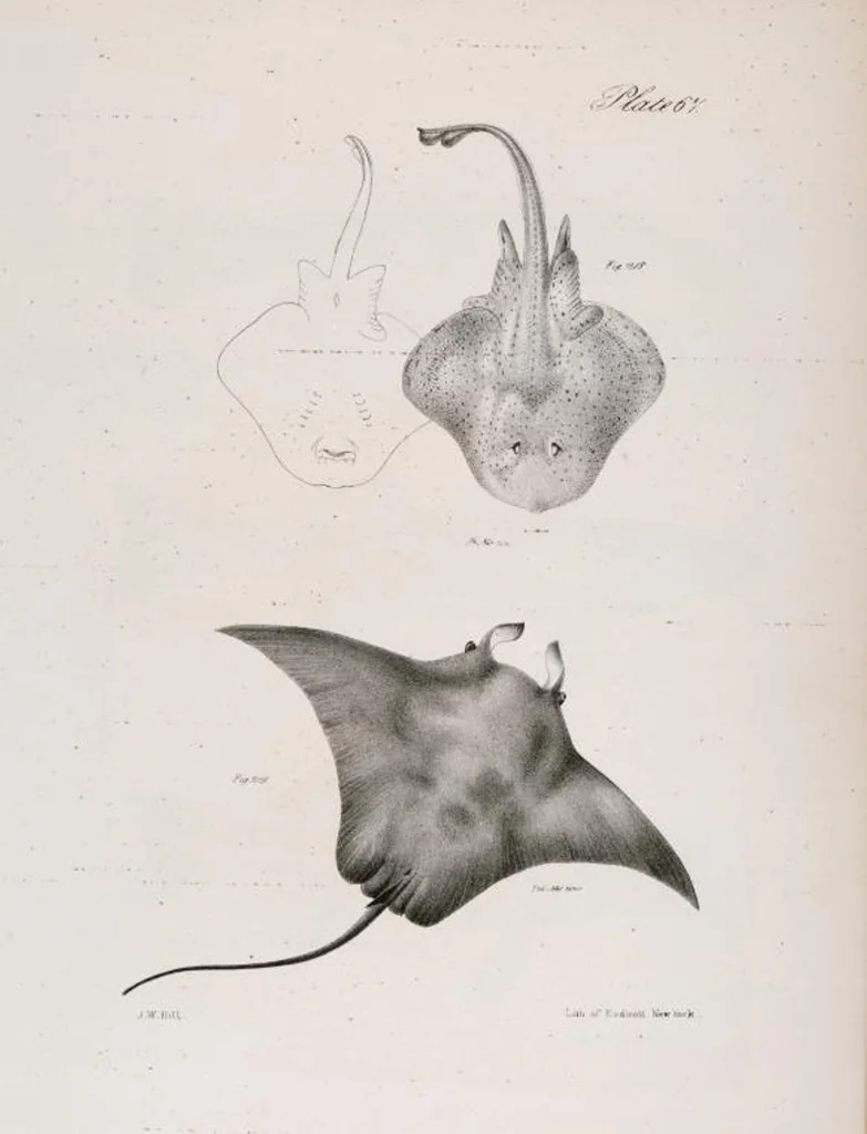 An illustration from Zoology of New York; or, The New York fauna [Series: Natural history of New York], 1842, leaf 268