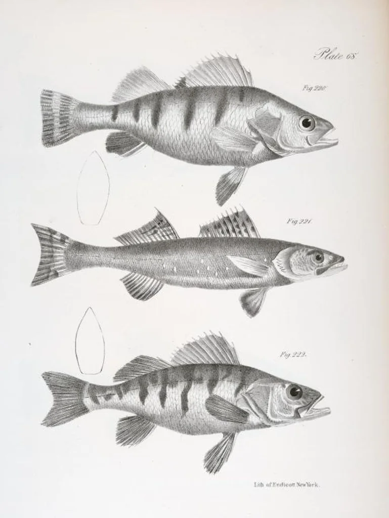 An illustration from Zoology of New York; or, The New York fauna [Series: Natural history of New York], 1842, leaf 269
