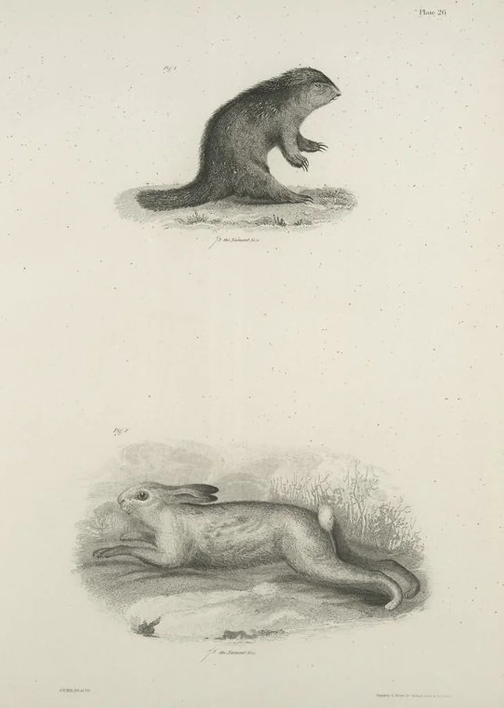 An illustration from Zoology of New York; or, The New York fauna [Series: Natural history of New York], 1842, leaf 27