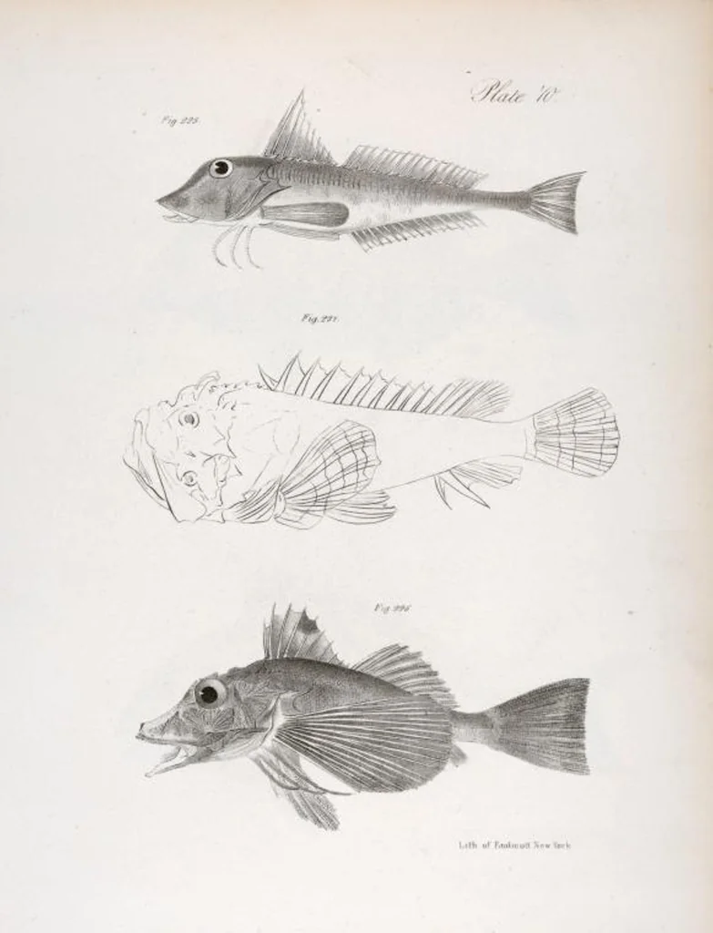 An illustration from Zoology of New York; or, The New York fauna [Series: Natural history of New York], 1842, leaf 271