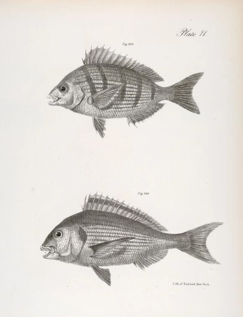 An illustration from Zoology of New York; or, The New York fauna [Series: Natural history of New York], 1842, leaf 272