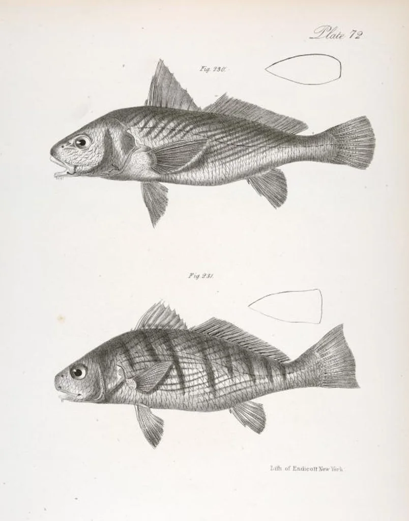An illustration from Zoology of New York; or, The New York fauna [Series: Natural history of New York], 1842, leaf 273