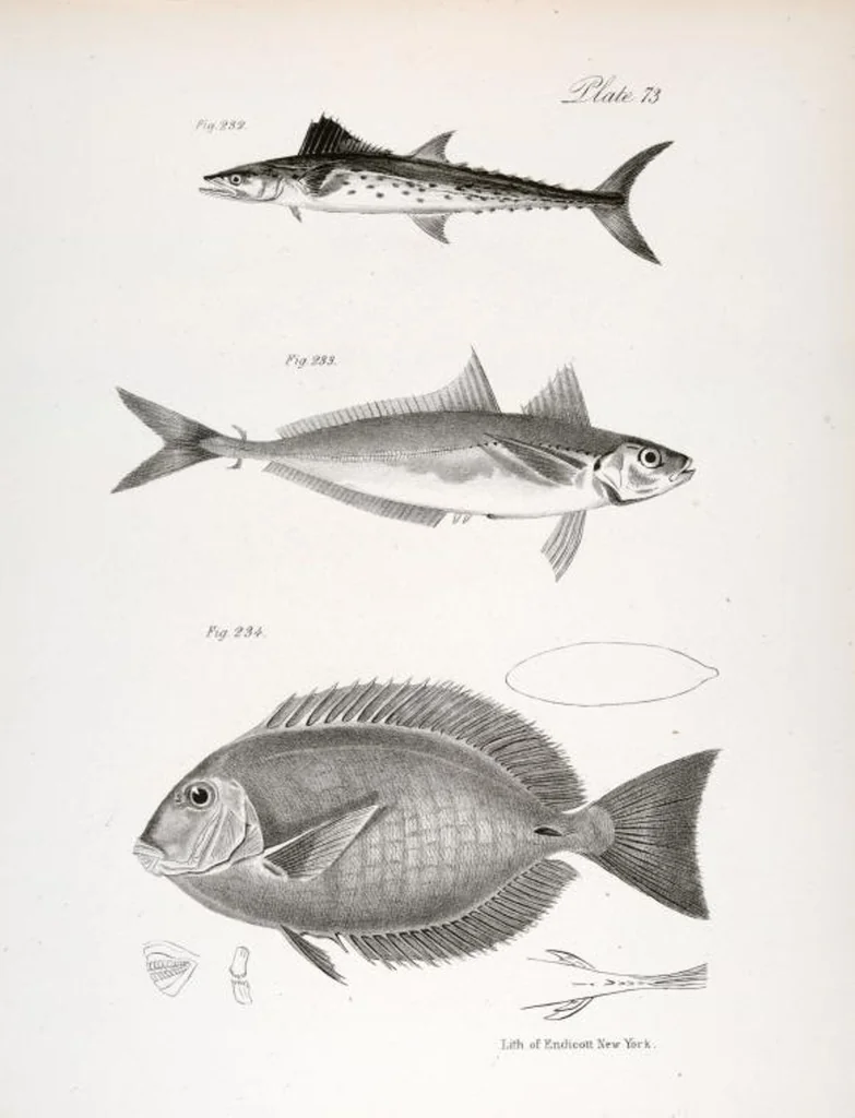 An illustration from Zoology of New York; or, The New York fauna [Series: Natural history of New York], 1842, leaf 274