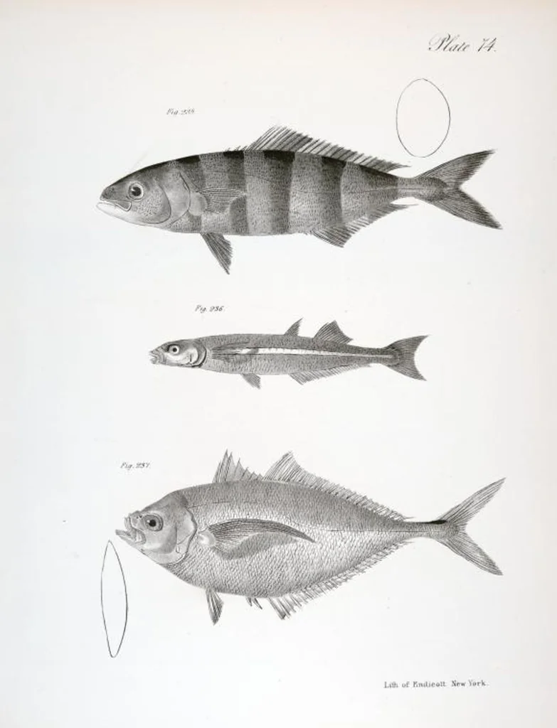 An illustration from Zoology of New York; or, The New York fauna [Series: Natural history of New York], 1842, leaf 275