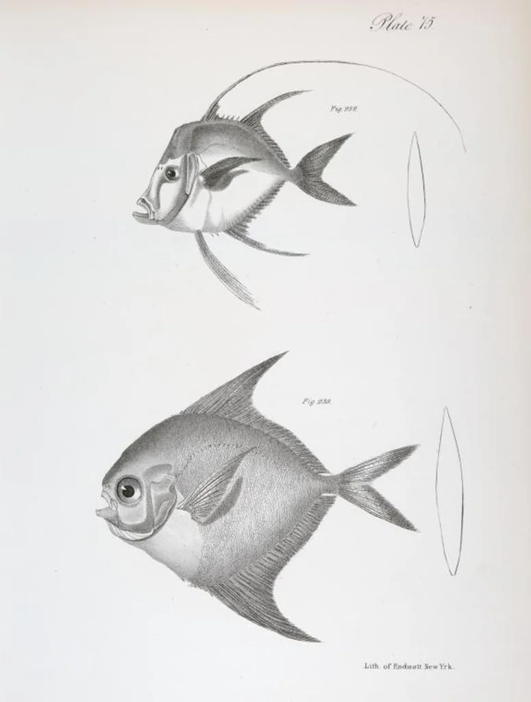 An illustration from Zoology of New York; or, The New York fauna [Series: Natural history of New York], 1842, leaf 276