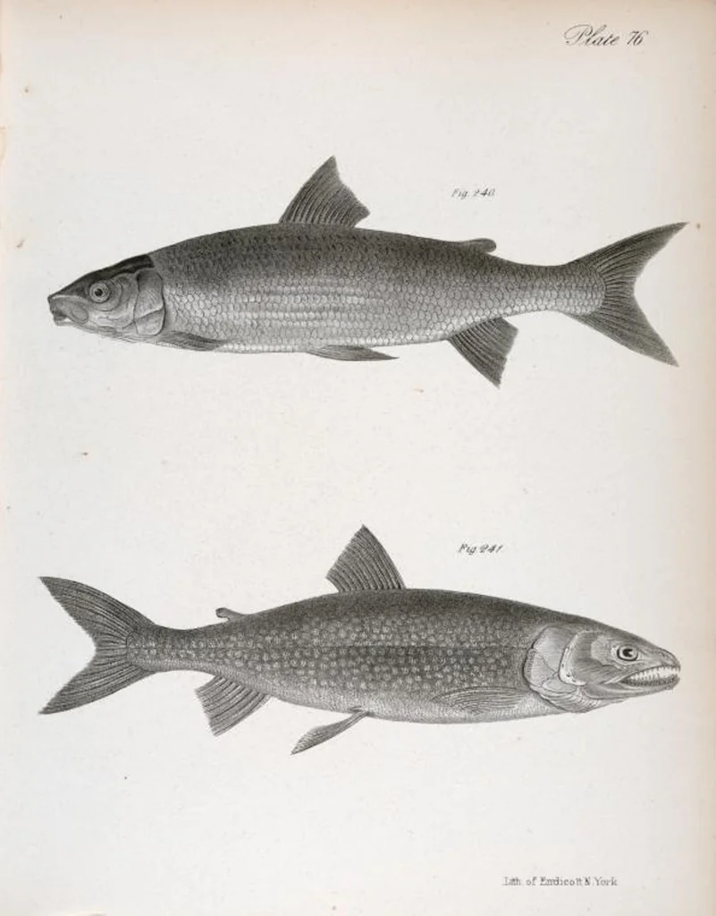 An illustration from Zoology of New York; or, The New York fauna [Series: Natural history of New York], 1842, leaf 277