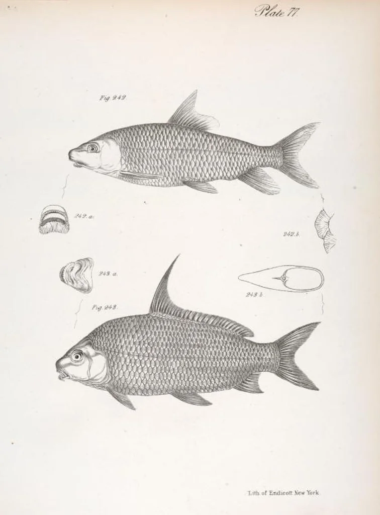 An illustration from Zoology of New York; or, The New York fauna [Series: Natural history of New York], 1842, leaf 278