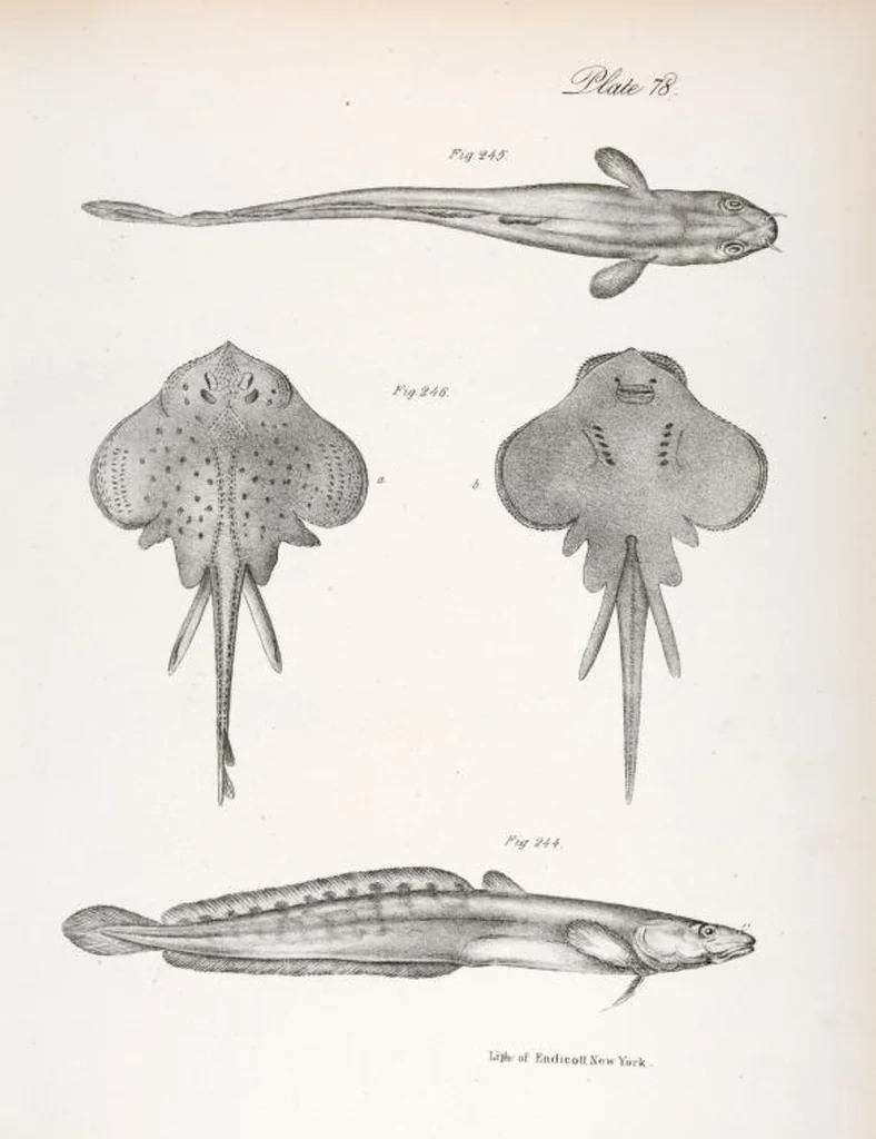An illustration from Zoology of New York; or, The New York fauna [Series: Natural history of New York], 1842, leaf 279