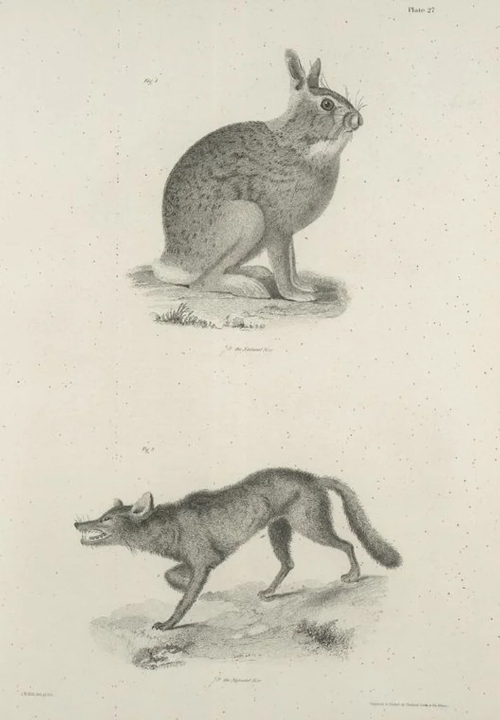 An illustration from Zoology of New York; or, The New York fauna [Series: Natural history of New York], 1842, leaf 28