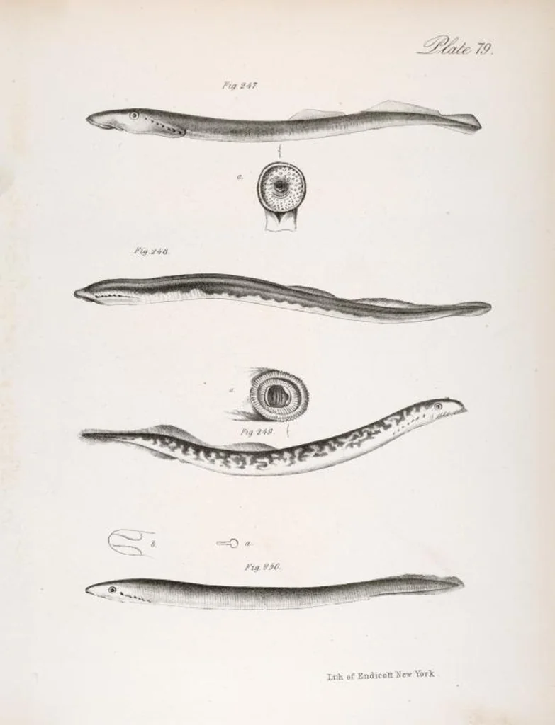 An illustration from Zoology of New York; or, The New York fauna [Series: Natural history of New York], 1842, leaf 280