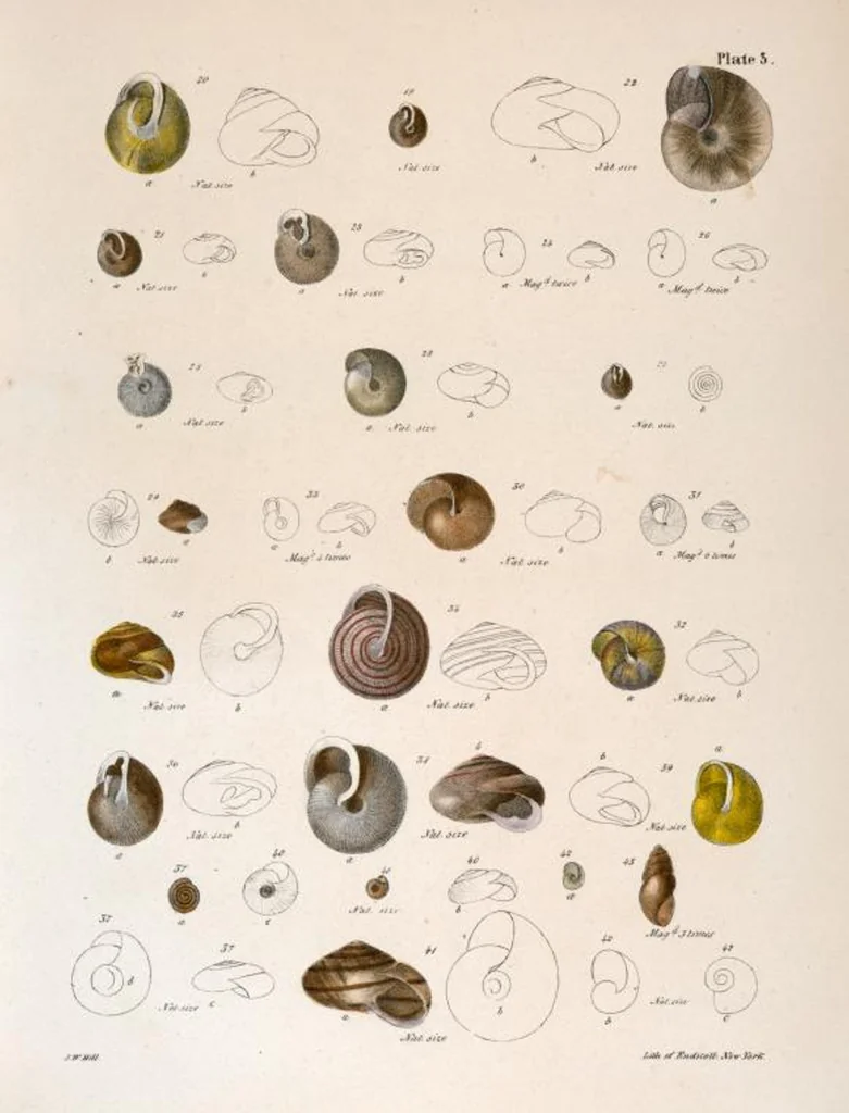 An illustration from Zoology of New York; or, The New York fauna [Series: Natural history of New York], 1842, leaf 284