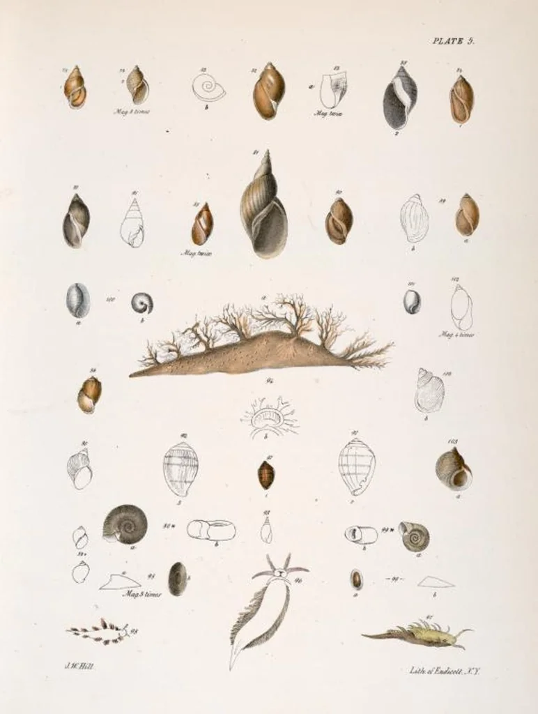 An illustration from Zoology of New York; or, The New York fauna [Series: Natural history of New York], 1842, leaf 286