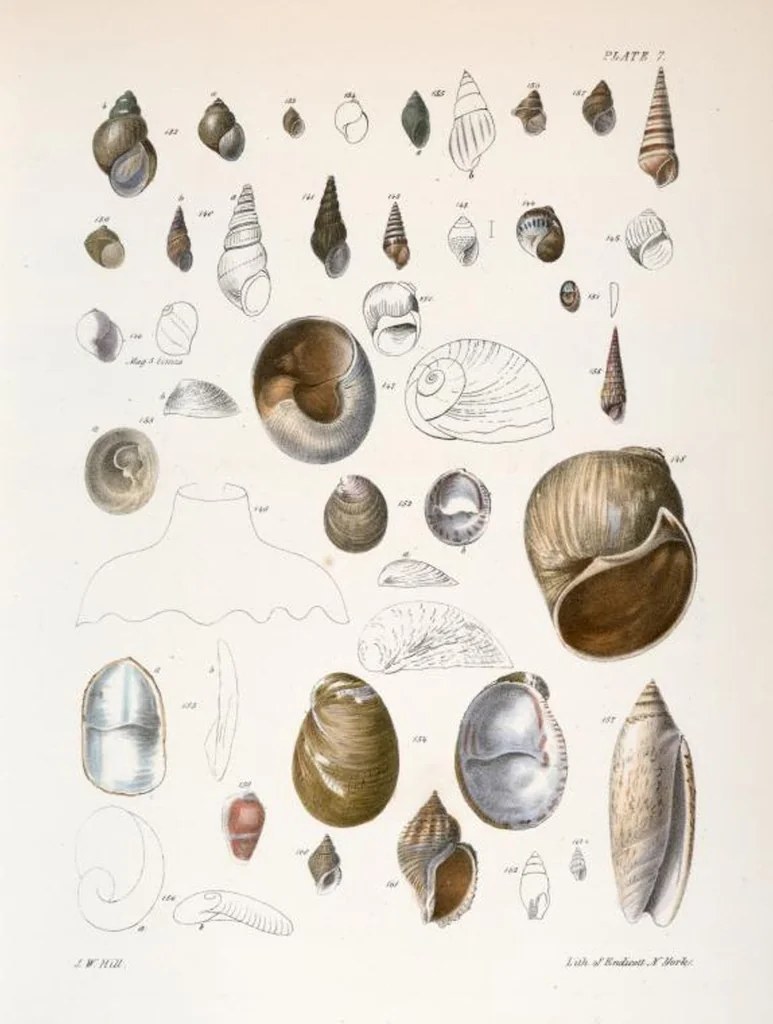 An illustration from Zoology of New York; or, The New York fauna [Series: Natural history of New York], 1842, leaf 288