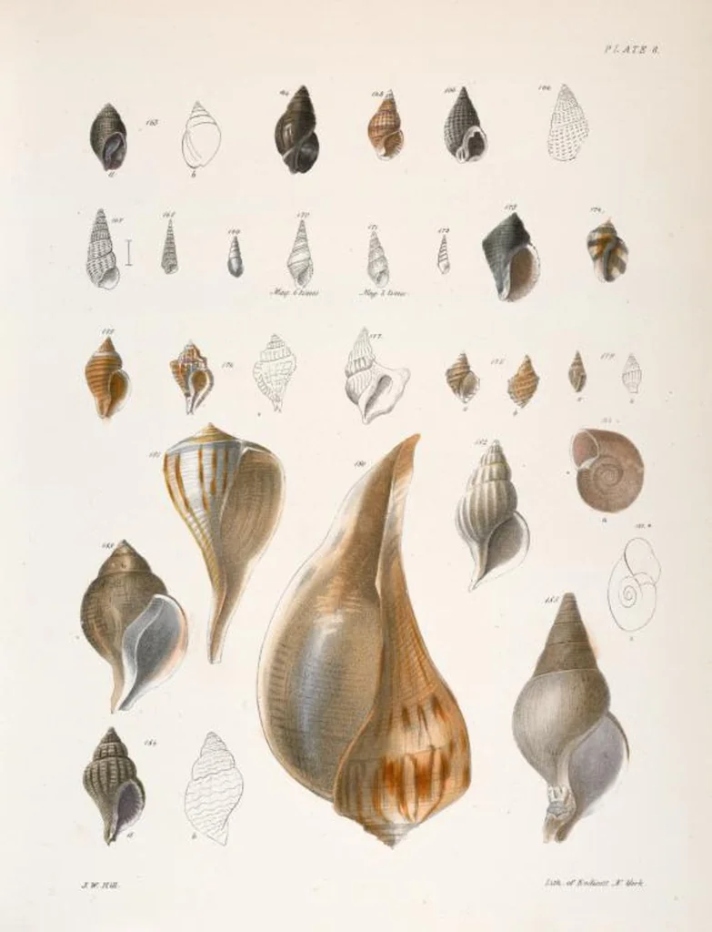 An illustration from Zoology of New York; or, The New York fauna [Series: Natural history of New York], 1842, leaf 289