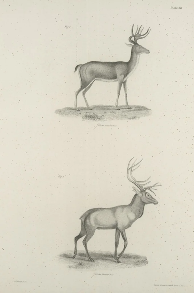 An illustration from Zoology of New York; or, The New York fauna [Series: Natural history of New York], 1842, leaf 29