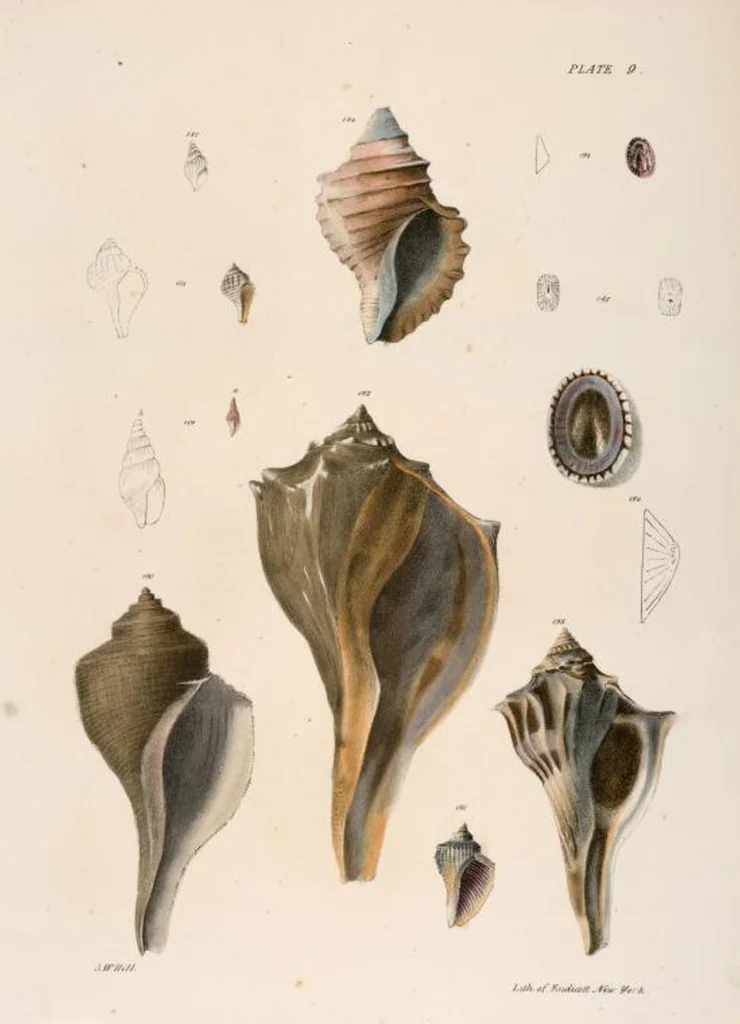 An illustration from Zoology of New York; or, The New York fauna [Series: Natural history of New York], 1842, leaf 290