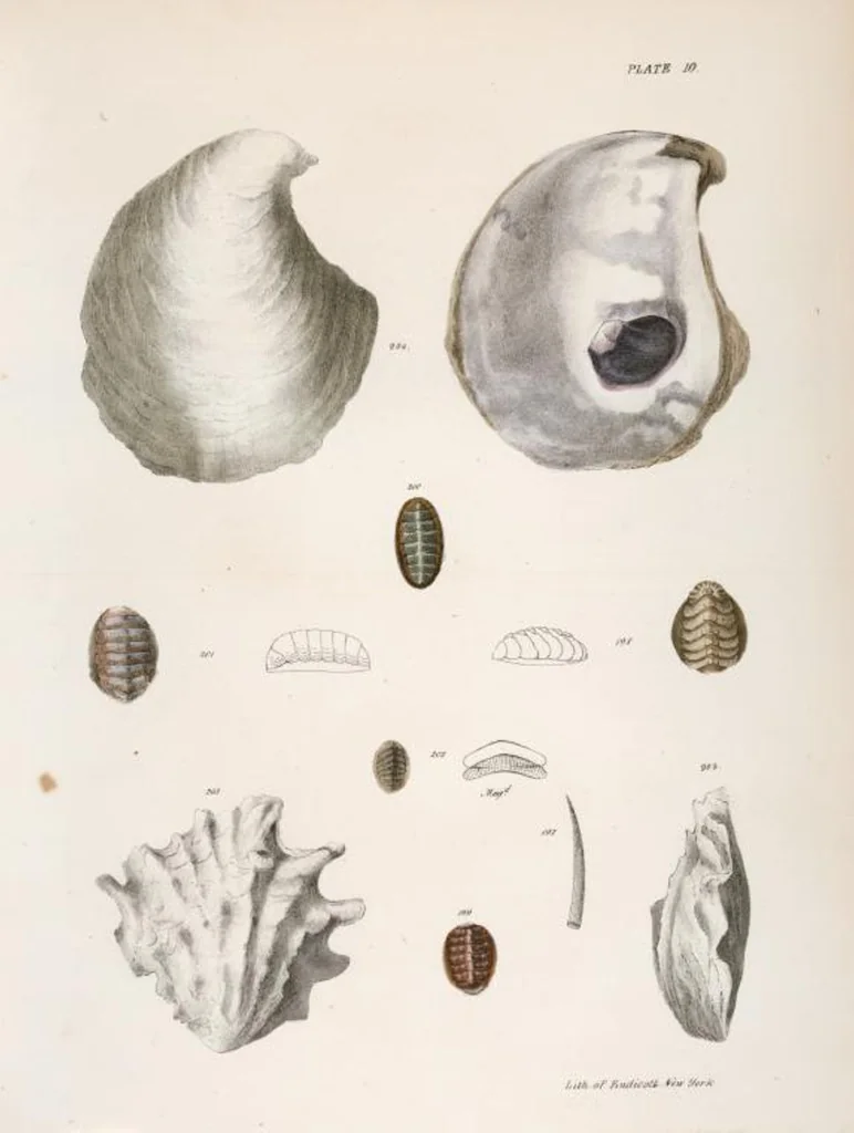 An illustration from Zoology of New York; or, The New York fauna [Series: Natural history of New York], 1842, leaf 291