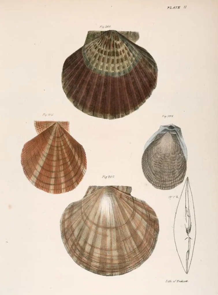 An illustration from Zoology of New York; or, The New York fauna [Series: Natural history of New York], 1842, leaf 292