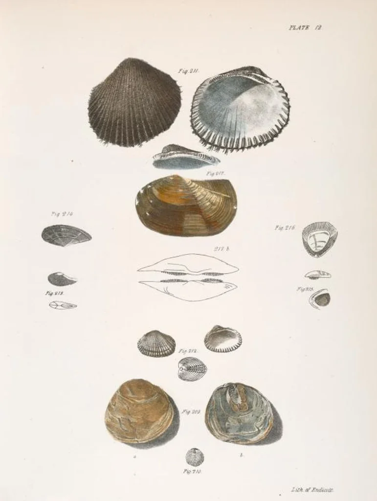 An illustration from Zoology of New York; or, The New York fauna [Series: Natural history of New York], 1842, leaf 293