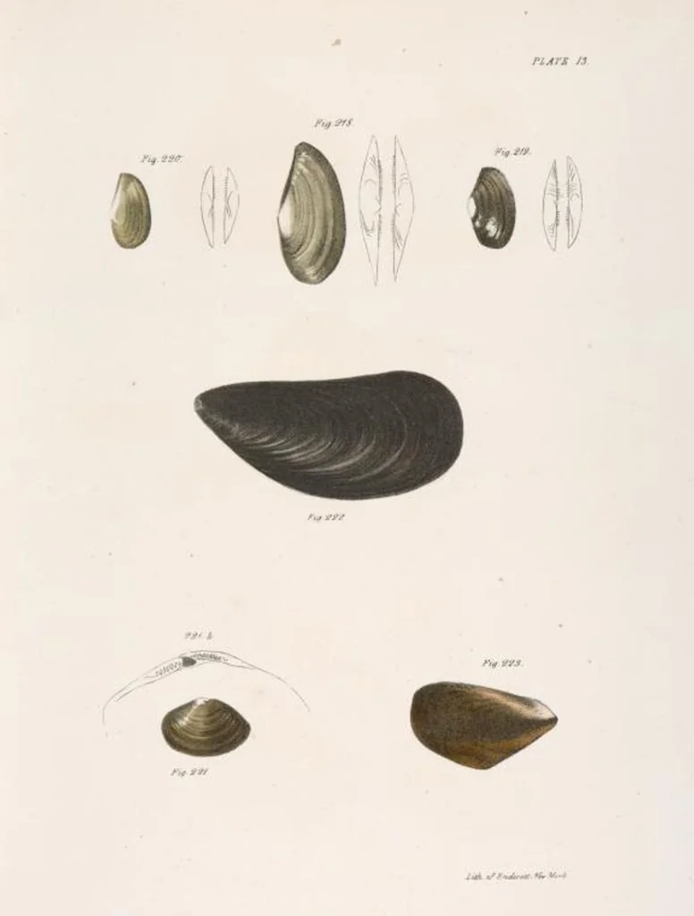 An illustration from Zoology of New York; or, The New York fauna [Series: Natural history of New York], 1842, leaf 294