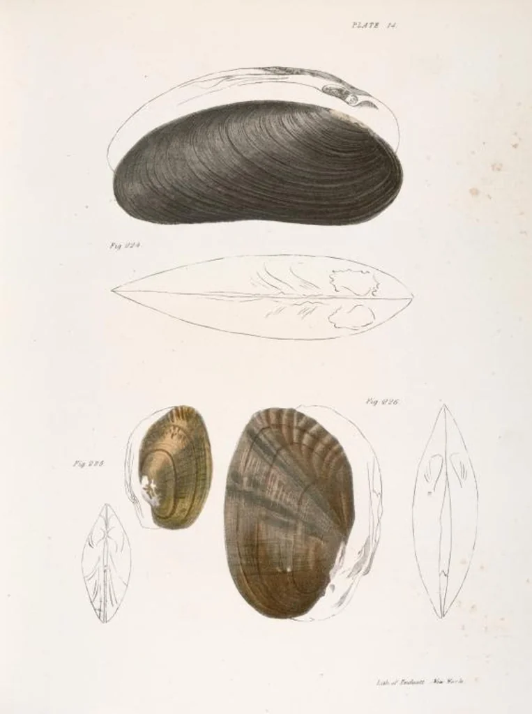 An illustration from Zoology of New York; or, The New York fauna [Series: Natural history of New York], 1842, leaf 295
