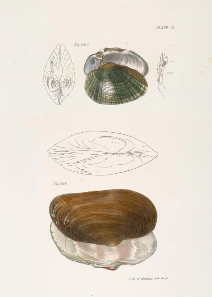 An illustration from Zoology of New York; or, The New York fauna [Series: Natural history of New York], 1842, leaf 296
