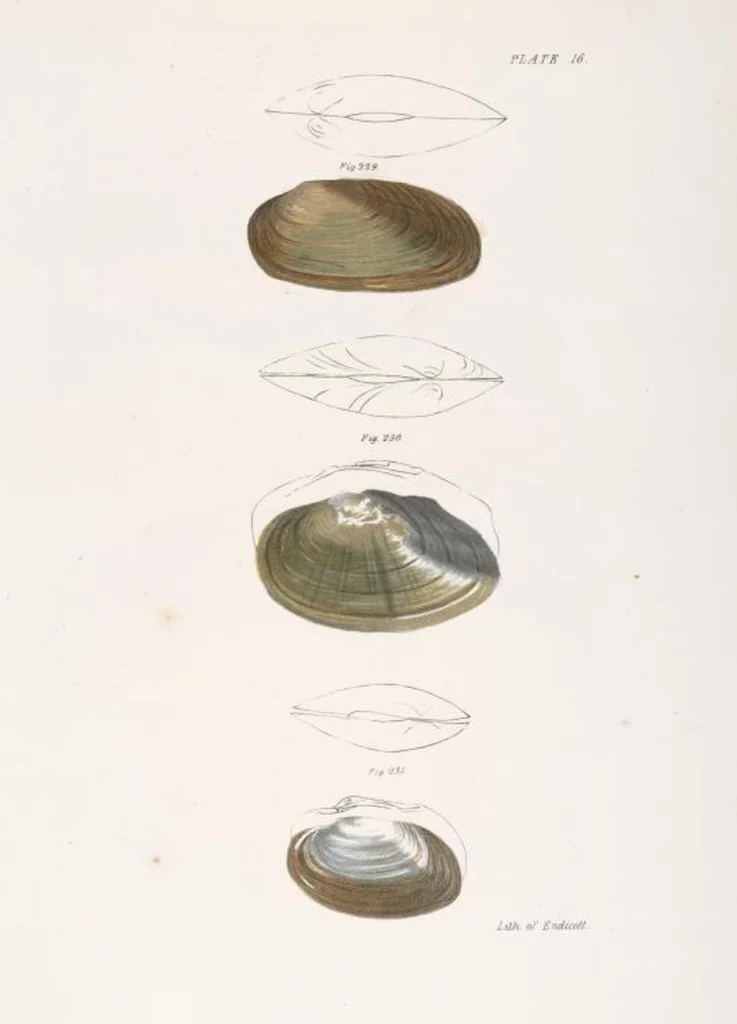 An illustration from Zoology of New York; or, The New York fauna [Series: Natural history of New York], 1842, leaf 297