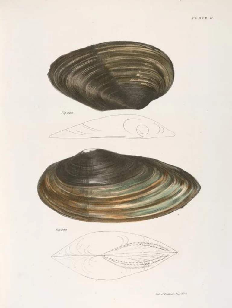 An illustration from Zoology of New York; or, The New York fauna [Series: Natural history of New York], 1842, leaf 298
