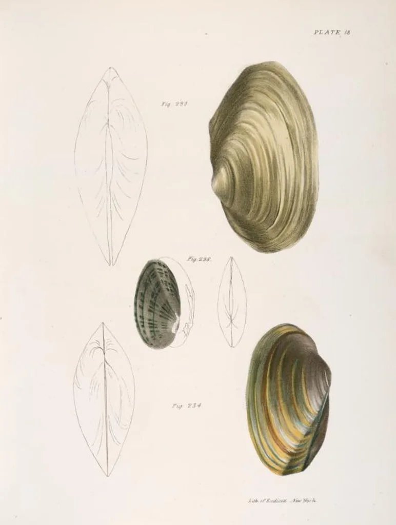 An illustration from Zoology of New York; or, The New York fauna [Series: Natural history of New York], 1842, leaf 299