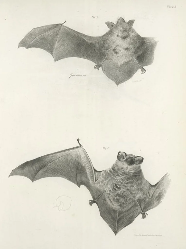 An illustration from Zoology of New York; or, The New York fauna [Series: Natural history of New York], 1842, leaf 3