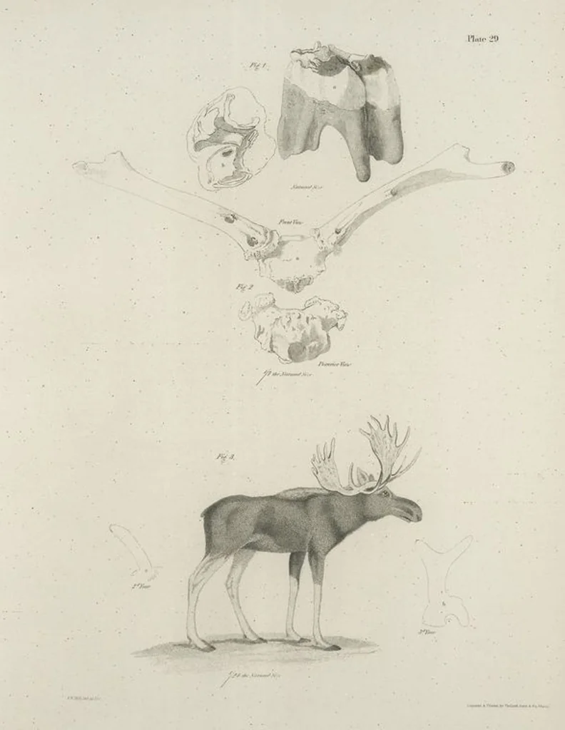 An illustration from Zoology of New York; or, The New York fauna [Series: Natural history of New York], 1842, leaf 30