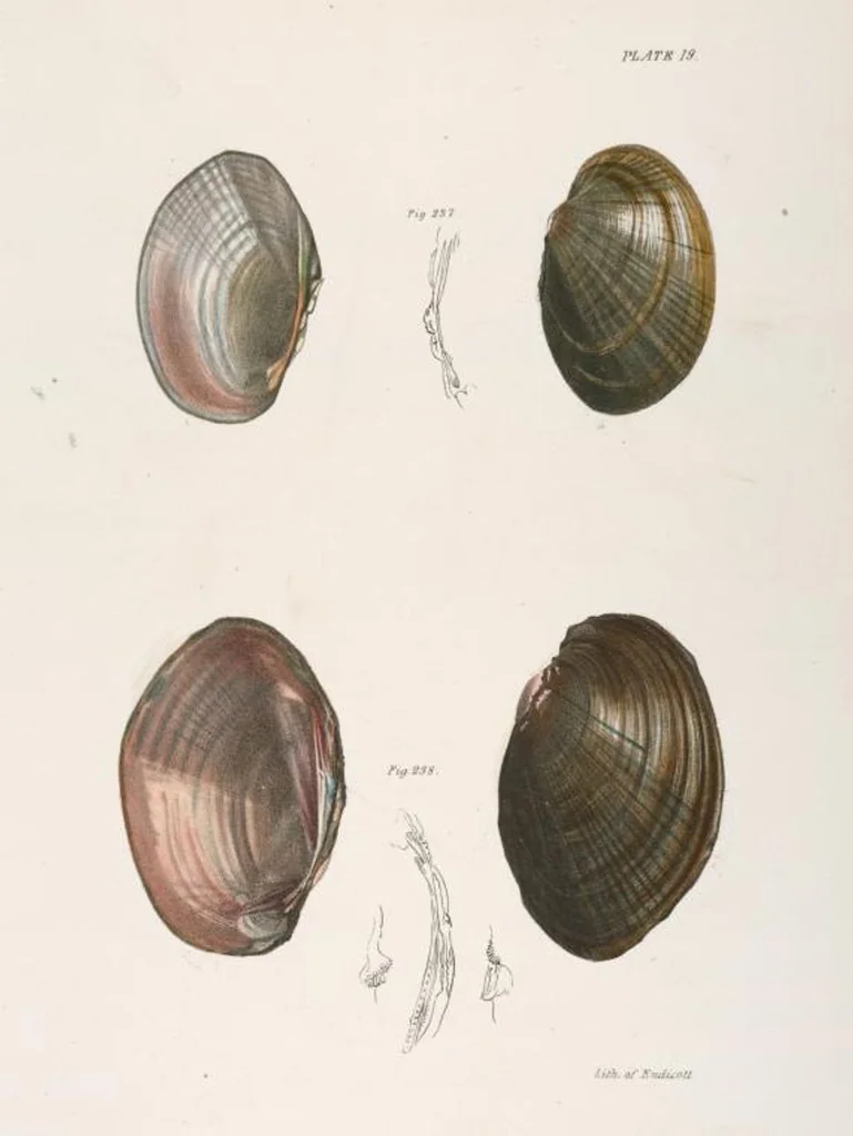 An illustration from Zoology of New York; or, The New York fauna [Series: Natural history of New York], 1842, leaf 300