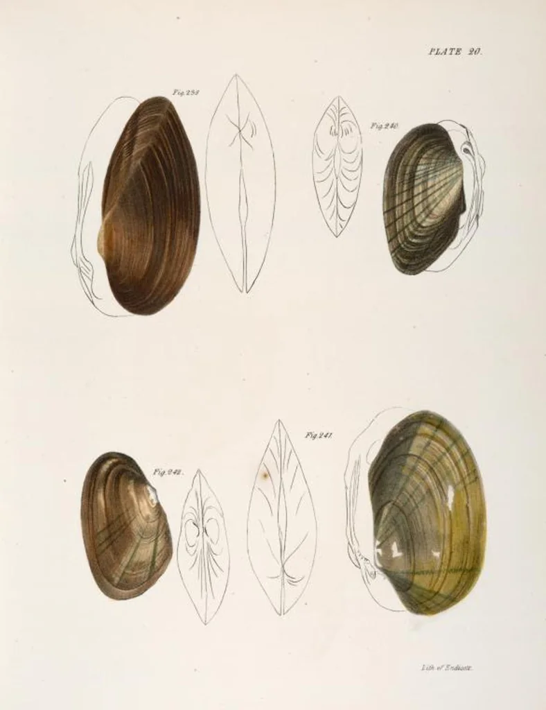 An illustration from Zoology of New York; or, The New York fauna [Series: Natural history of New York], 1842, leaf 301