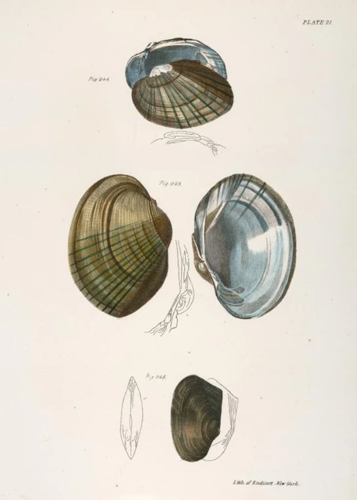 An illustration from Zoology of New York; or, The New York fauna [Series: Natural history of New York], 1842, leaf 302