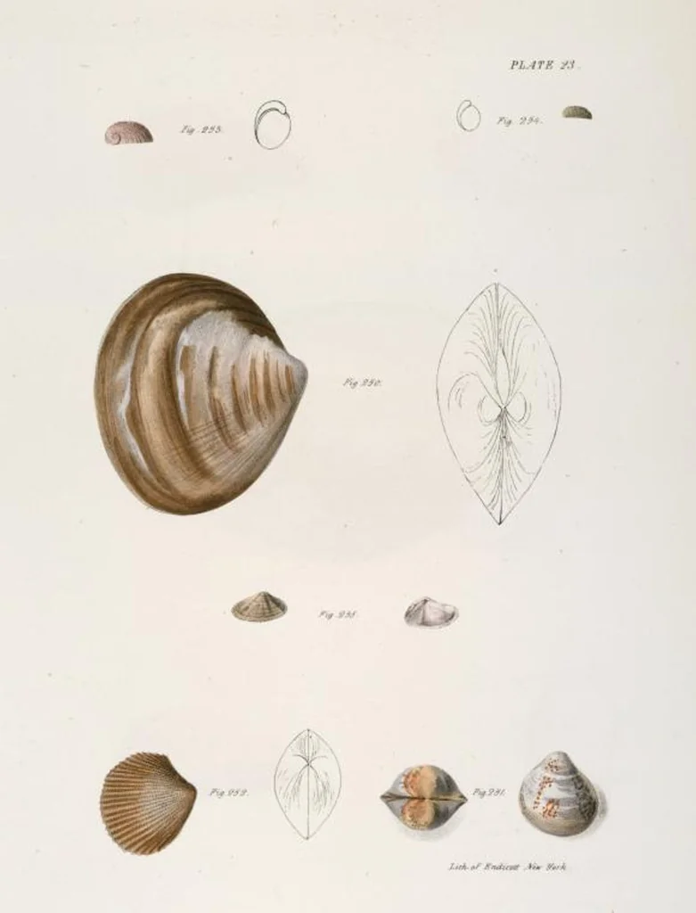 An illustration from Zoology of New York; or, The New York fauna [Series: Natural history of New York], 1842, leaf 304