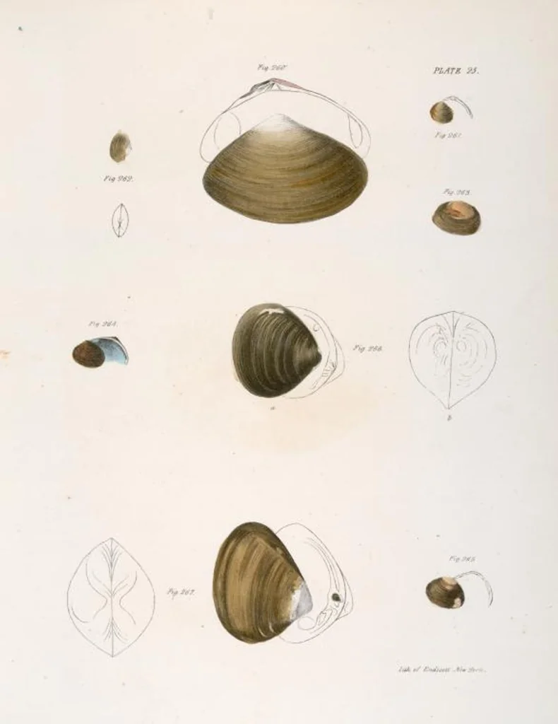 An illustration from Zoology of New York; or, The New York fauna [Series: Natural history of New York], 1842, leaf 306