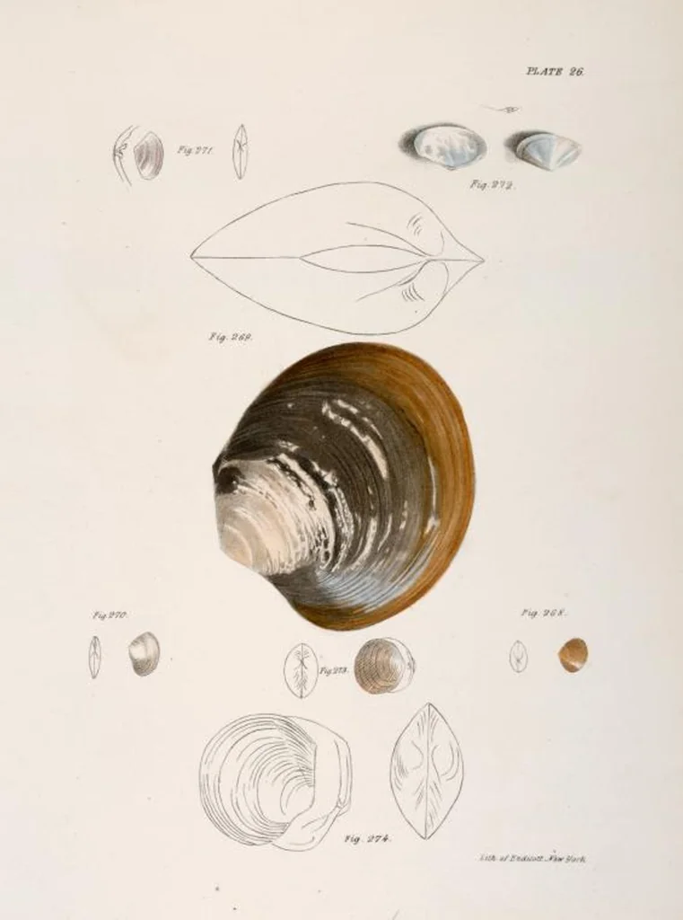 An illustration from Zoology of New York; or, The New York fauna [Series: Natural history of New York], 1842, leaf 307