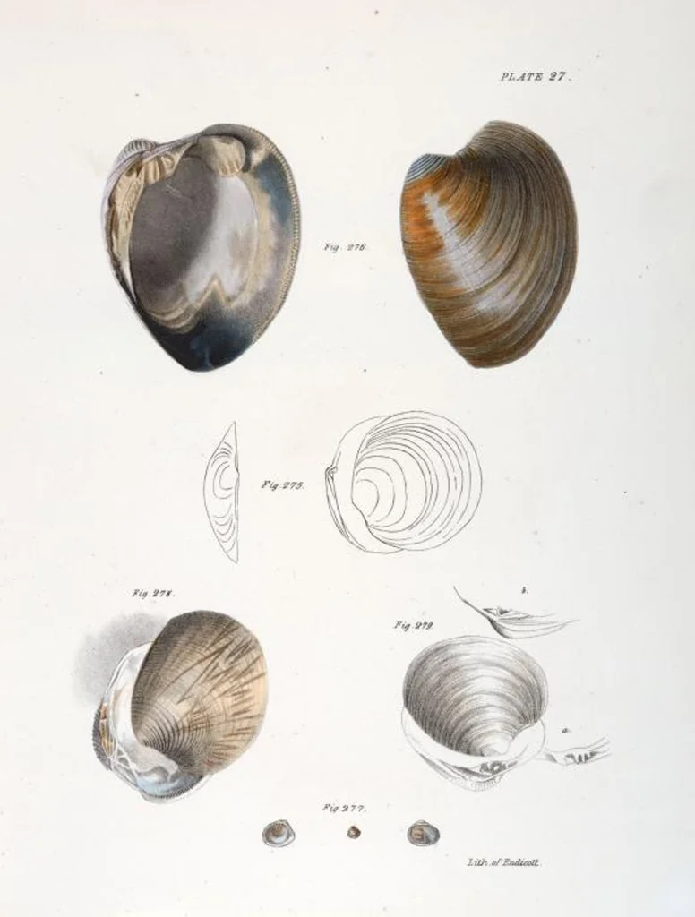 An illustration from Zoology of New York; or, The New York fauna [Series: Natural history of New York], 1842, leaf 308