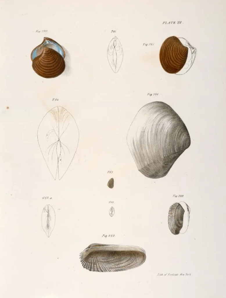 An illustration from Zoology of New York; or, The New York fauna [Series: Natural history of New York], 1842, leaf 309