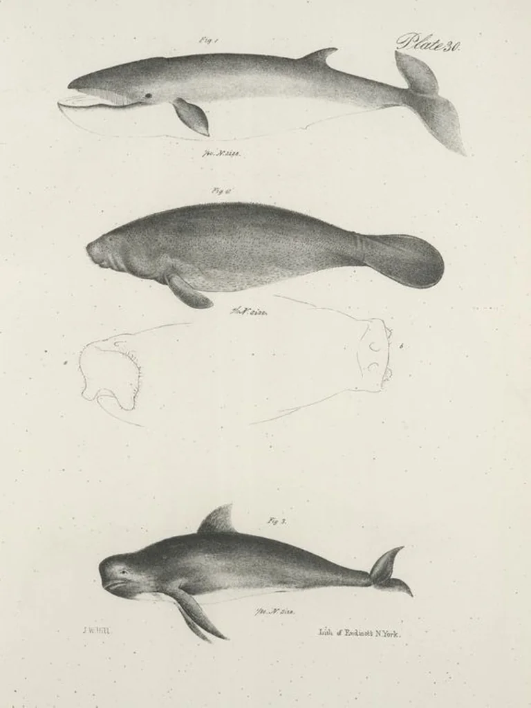An illustration from Zoology of New York; or, The New York fauna [Series: Natural history of New York], 1842, leaf 31