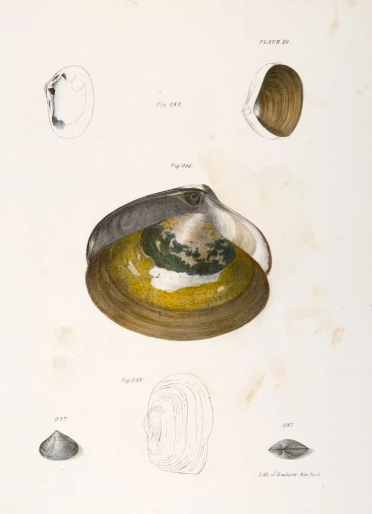 An illustration from Zoology of New York; or, The New York fauna [Series: Natural history of New York], 1842, leaf 310