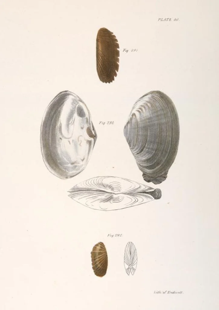 An illustration from Zoology of New York; or, The New York fauna [Series: Natural history of New York], 1842, leaf 311