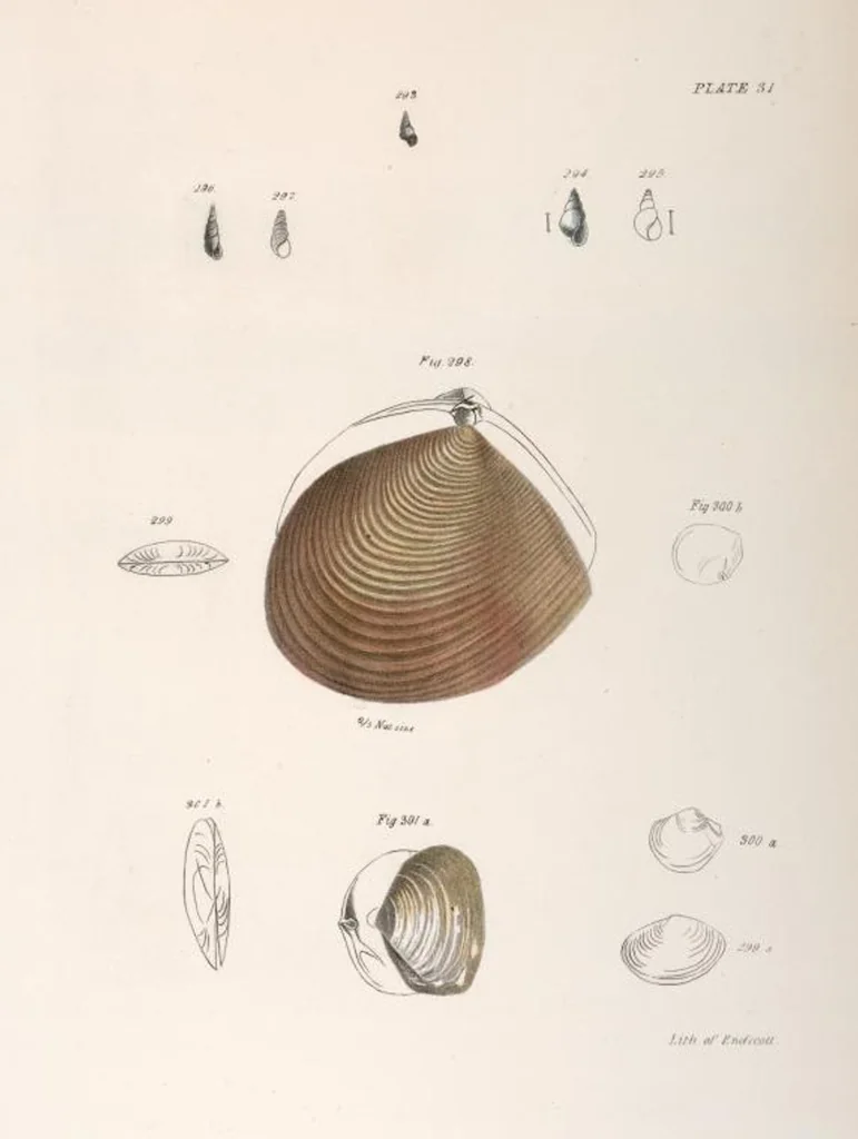 An illustration from Zoology of New York; or, The New York fauna [Series: Natural history of New York], 1842, leaf 312