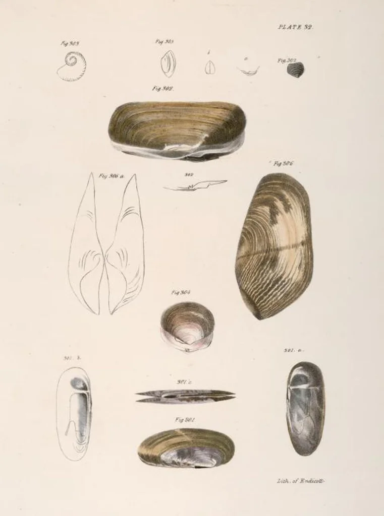 An illustration from Zoology of New York; or, The New York fauna [Series: Natural history of New York], 1842, leaf 313