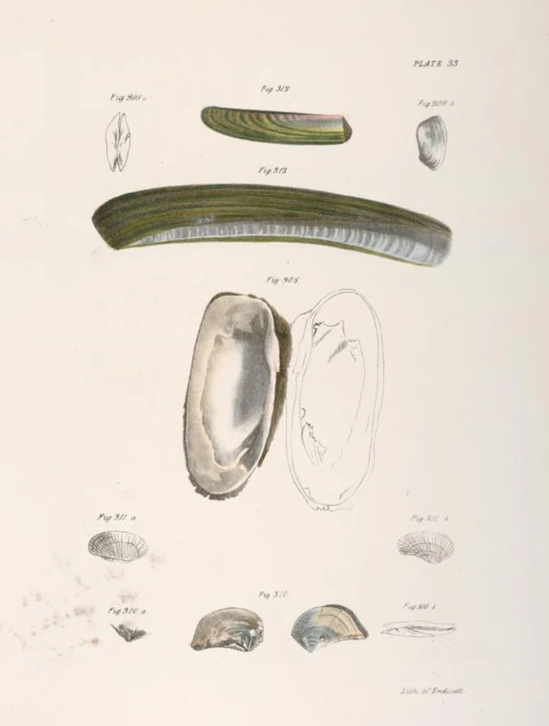 An illustration from Zoology of New York; or, The New York fauna [Series: Natural history of New York], 1842, leaf 314
